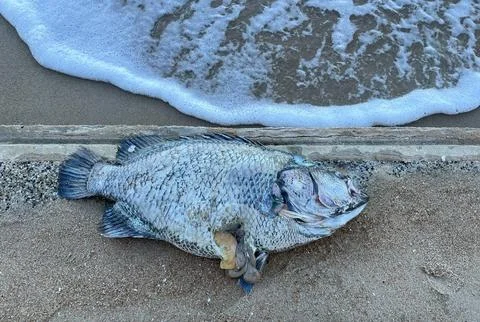 Dead fish on the beach (1) Photos