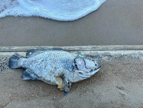 Dead fish on the beach (2) Photos