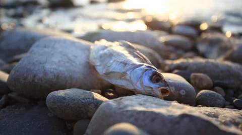 Dead fish at the beach after some environmental disaster, sunset time. Have a Stock Footage 51831864