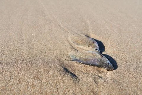 Dead fish on the beach. Dead fish on the sandy beach. Foto stock