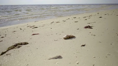 Dead fish on beach due to pollution, red tide Stock Footage 95497248