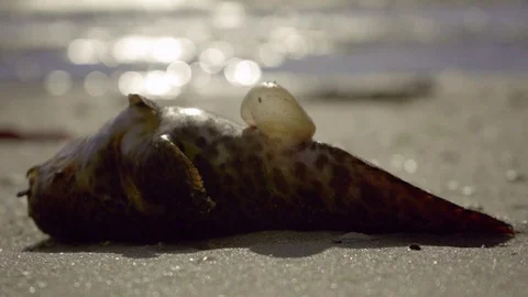 Dead fish on beach due to pollution, red tide Video stock 95497265