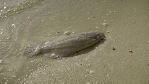 Dead fish on the beach due to pollution, red tide Video stock 95497276