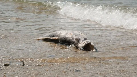 Dead fish on the beach. Environmental pollution. Ecological problems. Stock Footage 129657196