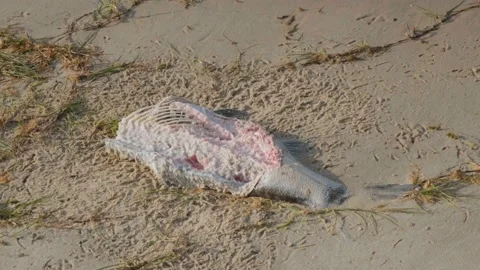 Dead fish on the beach. The fish is decomposing on the sandy shore. Dead fish on Stock Footage 199500480
