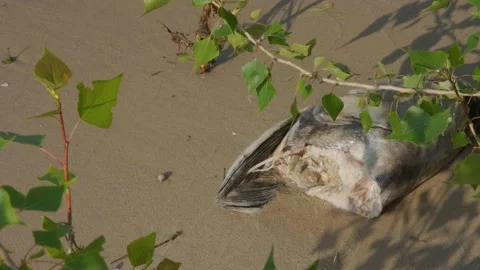 Dead fish on the beach. The fish is decomposing on the sandy shore. Dead fish on Video stock 200826086