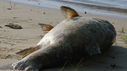 Dead fish on the beach. The fish is decomposing on the sandy shore. Dead fish on Stock Footage 200826168