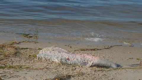 Dead fish on the beach. The fish is decomposing on the sandy shore. Dead fish on Stock Footage 201528042