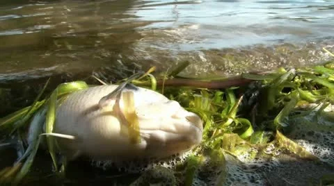 Dead Fish on Beach 動画素材 12577121