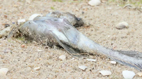 Dead fish on the beach Stockbeeldmateriaal 25441699