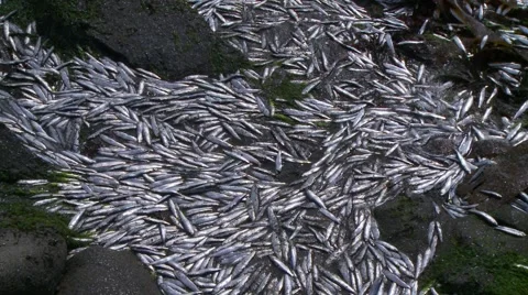 Dead fish on beach Video stock 49116575