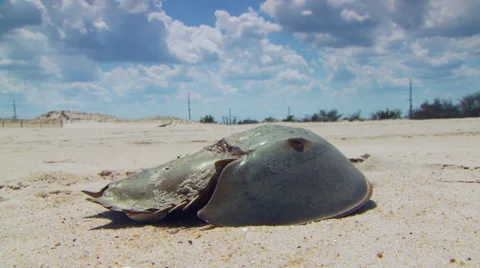 Dead fish on beach Stock Footage 57814992
