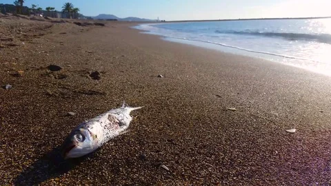 Dead fish on the beach Stock Footage 69792325