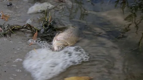 Dead Fish on the Beach Stock Footage 70728611