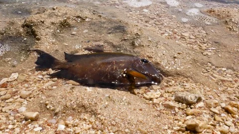 Dead fish on the beach Video stock 76449427