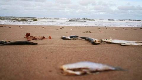 Dead  Fish On The Beach 库存影片 119042035