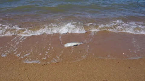 Dead Fish On A Beach Stock Footage 308736907