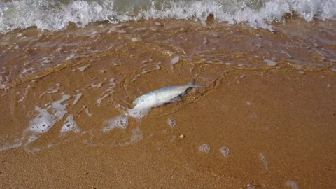 Dead Fish On A Beach Stock Footage 308736908