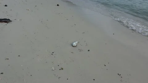 Dead fish on beach, Malaysia Video stock 176653526