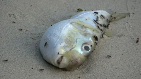 Dead fish on beach, Malaysia Stock Footage 176654335