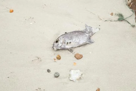 Dead fish on the beach. Stock Photos