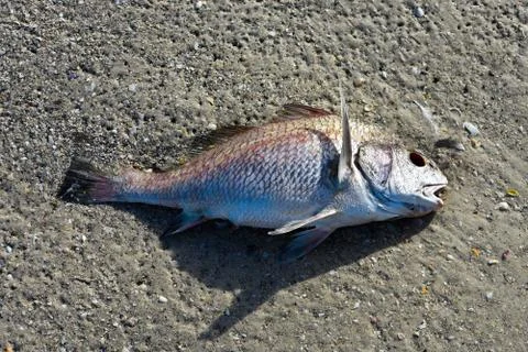 Dead Fish on the Beach Foto stock