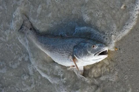 Dead Fish on the Beach Stock Photos