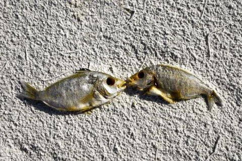 Dead Fish on the Beach Stock Photos