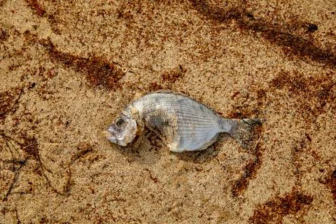 Dead fish on the beach Stock Photos