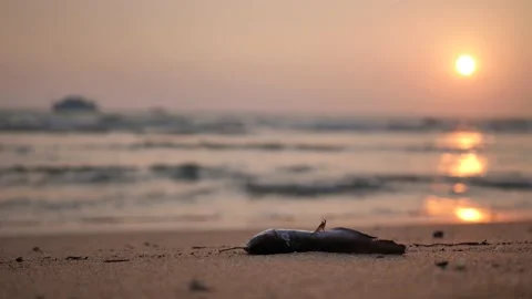 Dead fish on the beach at sunset Stock Footage