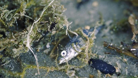 Dead fish on the beach – water pollution concept Stock-Footage 94104128