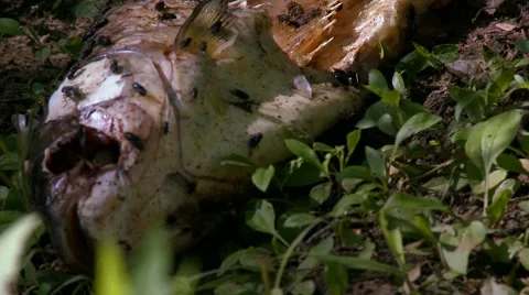 Dead Fish being devoured by Flies Close up Stock Footage 44428153