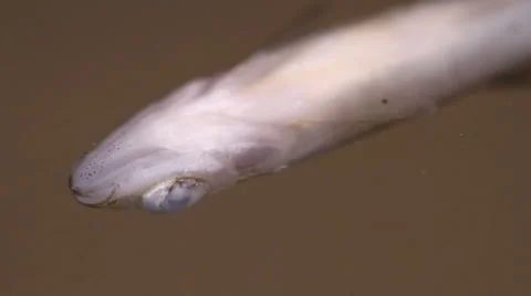 Dead fish belly up.  close up Stock Footage 55235384