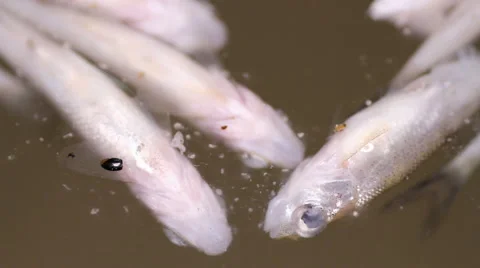 Dead fish belly up Stock Footage 55233402
