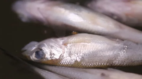 Dead fish belly up Stock Footage 55234413