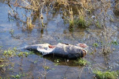Dead fish with bite marks from a mink in a tributary of the Elbe near Magdeburg Stock Photos