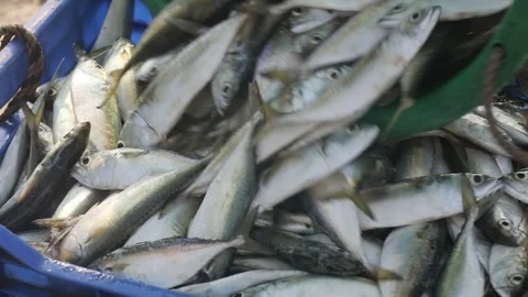 Dead Fish Body in a Boat Stock Footage 301210883
