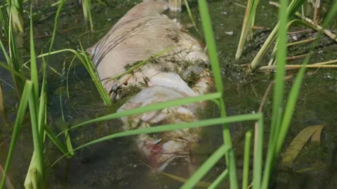 Dead Fish Carcass Decomposing in Murky Green Pond Reeds Close-Up Stock Footage 344771426