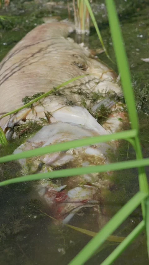 Dead Fish Carcass Decomposing in Murky Water by Green Reeds Stock Footage 344771554