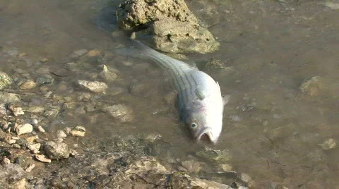 Dead Fish Carcass on a Lake Shore Stock Footage
