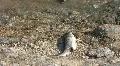 Dead Fish Carcass on a Lake Shore HD Footage