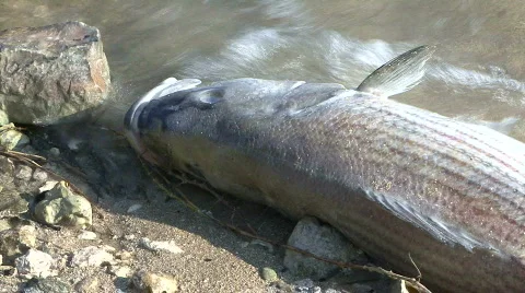 Dead Fish Carcass on a Lake Shore Stock Footage