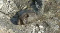 Dead Fish Carcass on a Lake Shore HD Footage