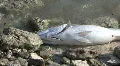 Dead Fish Carcass on a Lake Shore HD Footage