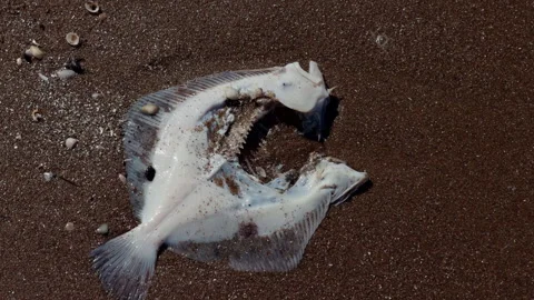 Dead fish carcass washed onto wet beach sand with scattered shells and dark 動画素材 345455648