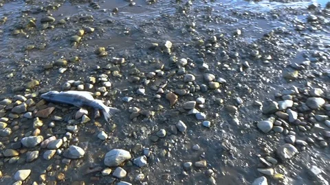 Dead fish carcasses on the shore Video stock 100229982