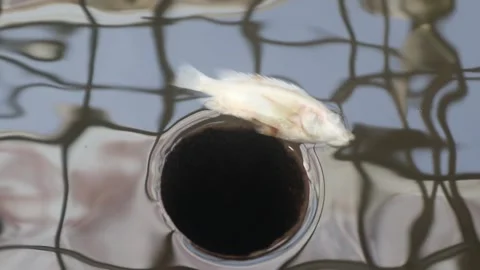 Dead fish carcasses in the water due to pollution Video stock 323049087