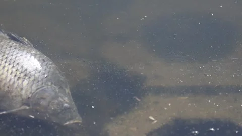 Dead fish carp cyprinus carpio decaying body in pond water Stock Footage 321391510