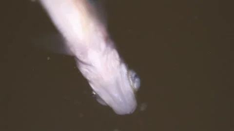 Dead fish close up Stock Footage 55233775