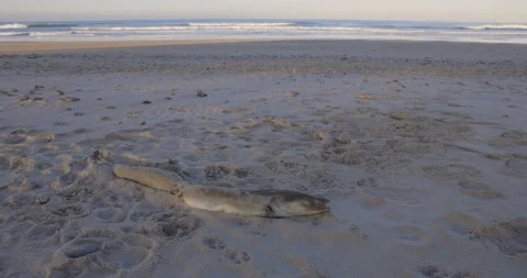 Dead fish Conger eel washed up dead on beach sand in the morning at sunrise Stock Footage 275249428